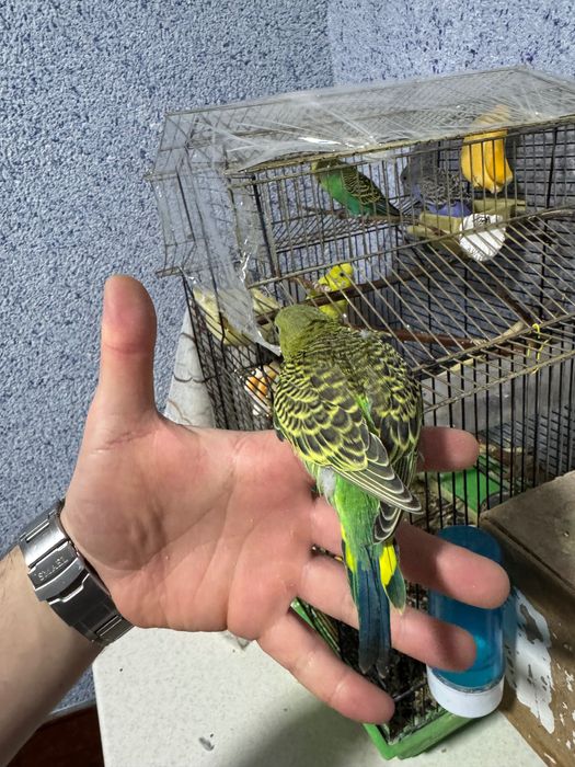 Попугай волнистый