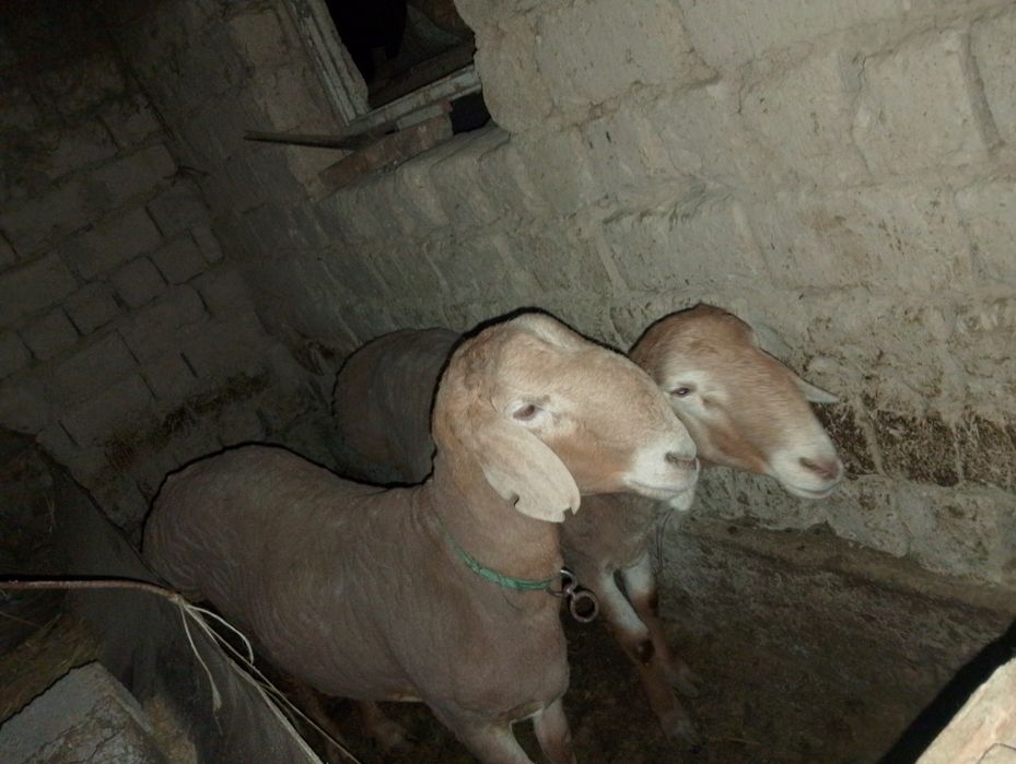 Қошқарлар бар 1 жасар ұрыққа 2 еуі