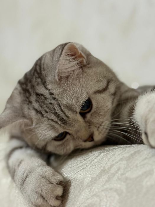 Шотландская прямоухая