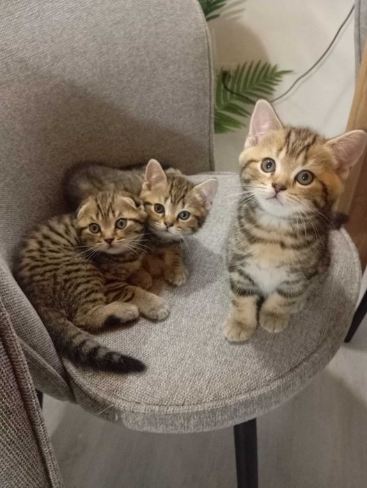 Шотландски котенца