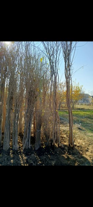 Тут кучатлари сотиладии манзил косон тумани  доставка бор келишилган х