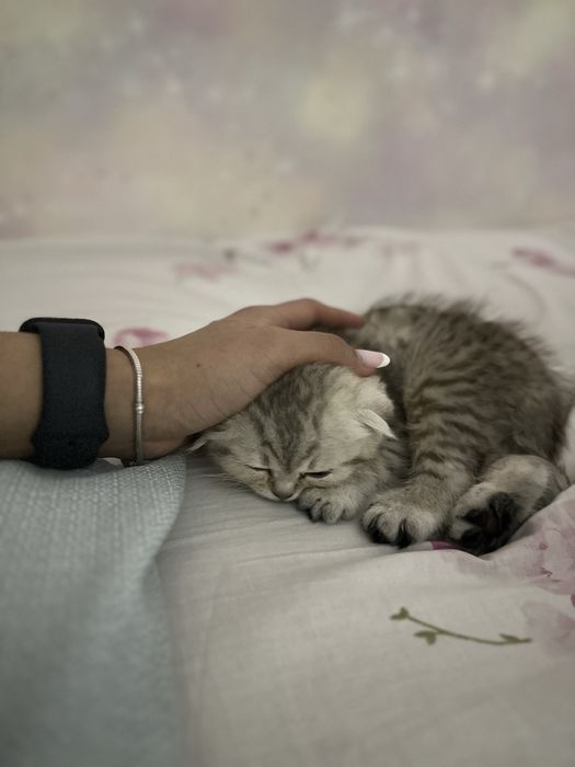 Котенок шотландская чистокровная вислоухая