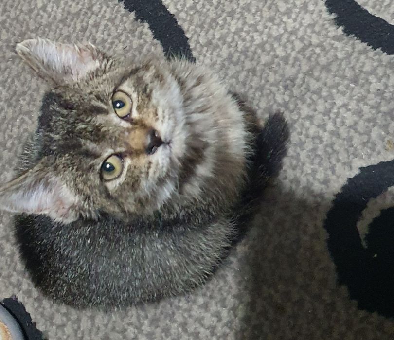 Отдам котёнка бесплатно