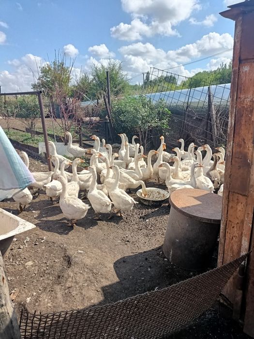 Продаю Гусей !!!