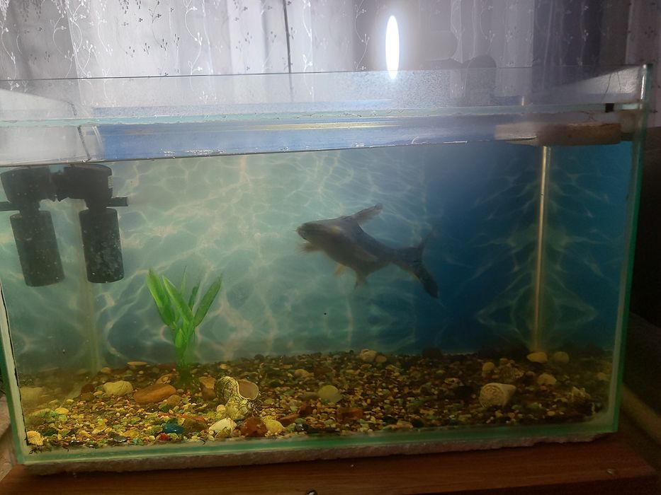 Продам аквариум с рыбой