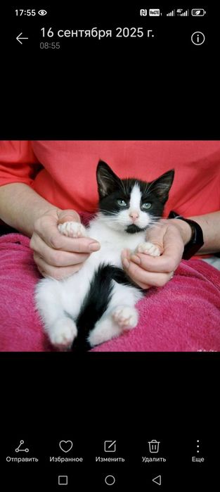 Отдам котят в добрые рукм