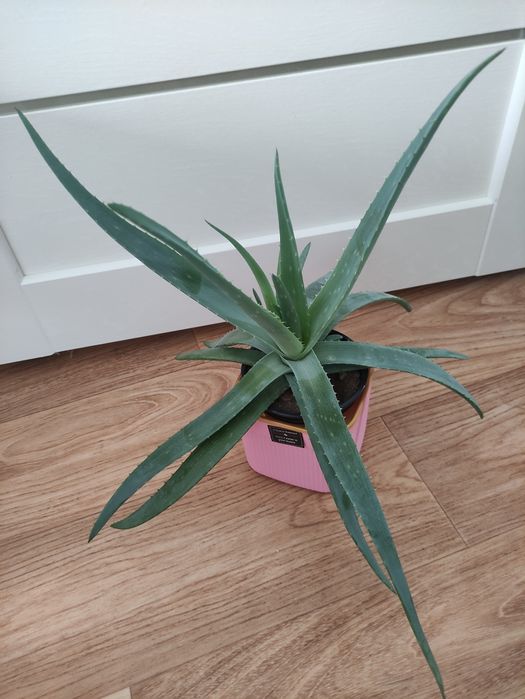 Алоэ лечебное  2500      .