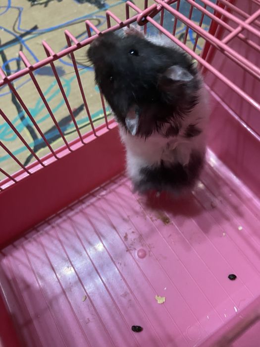 Клетка с хомяком