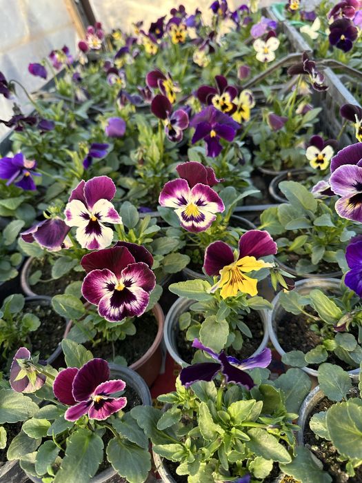 Зюмбюли и теменужки за 8-ми март