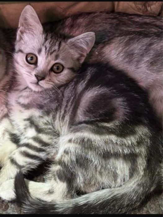 Котенка продам