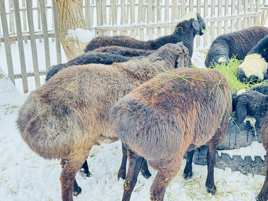 Қошқар! 8 айлық қозы қошқарлар сатылады гиссар қылшық порода