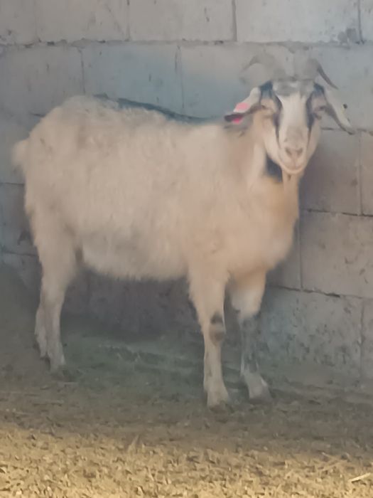 козы козлы козлята