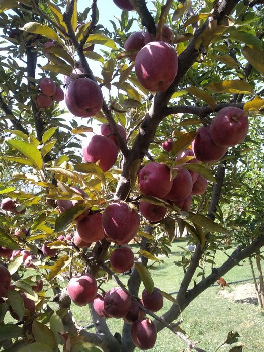 24 сотых уй жой сотлади