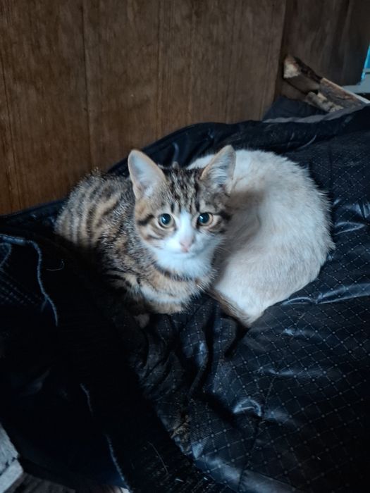 Отдам котёнка мальчик 3 месяца