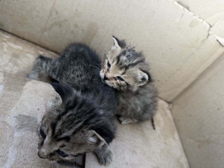 котенок несколько недель