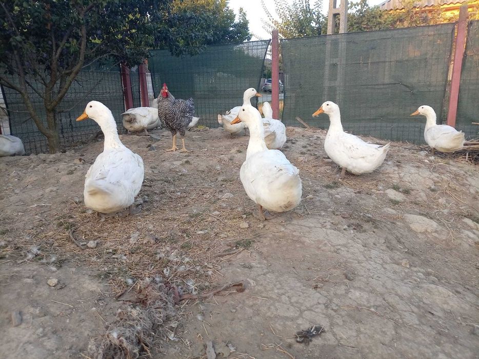 Vand rate pekin viu preț 30 lei /kg tăiat 35/kg lei de anul asta,rate mute boboci  20 lei buc pentru mai multe detalii sunați la Nr 0760071425