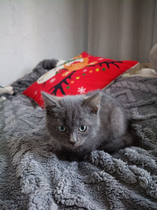 Котёнок, серенький