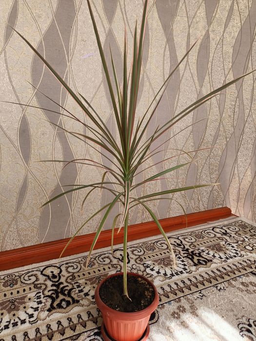 .Цветы домашные.