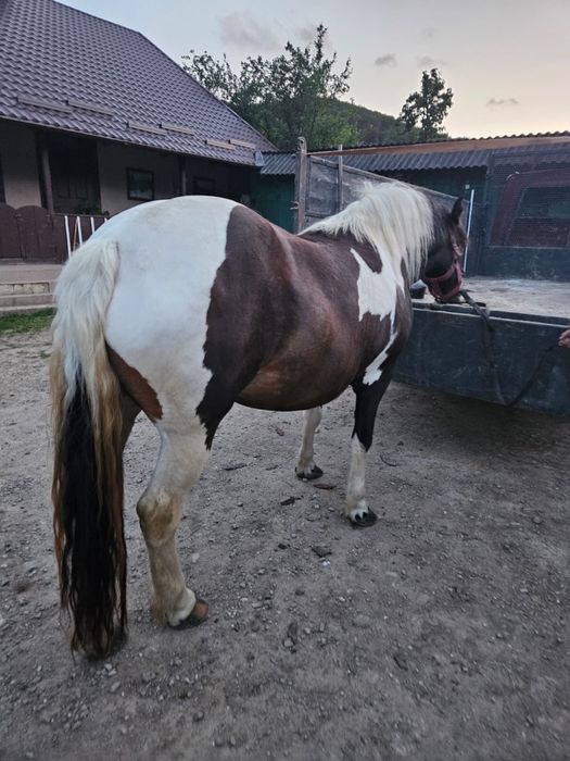 Vand Iapa pestrita gestanta iapa are 4 ani