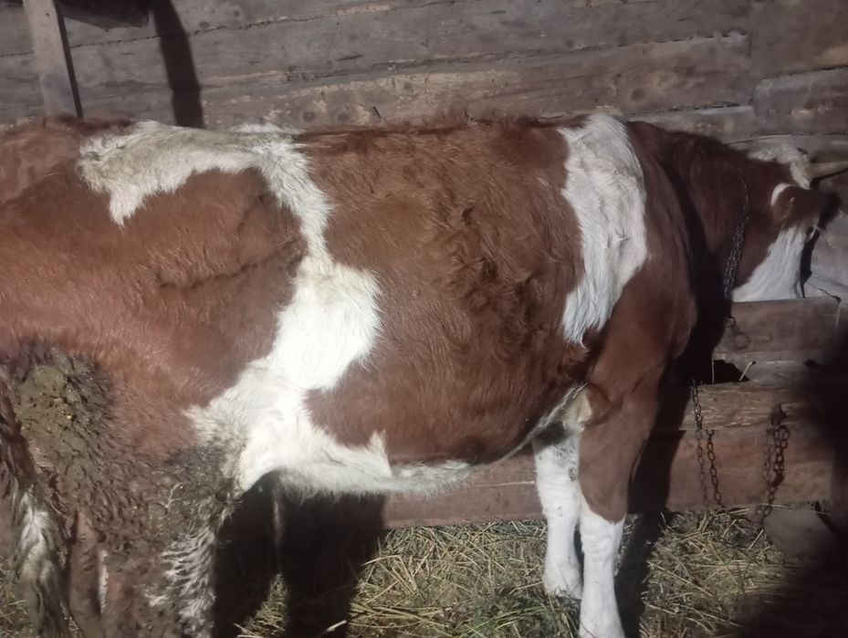 Juninci rasa bălțată românească