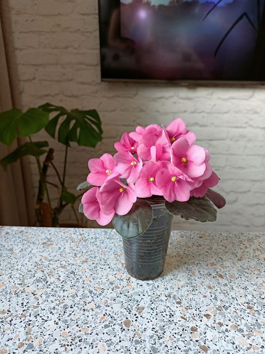 Продам сортовые фиалки