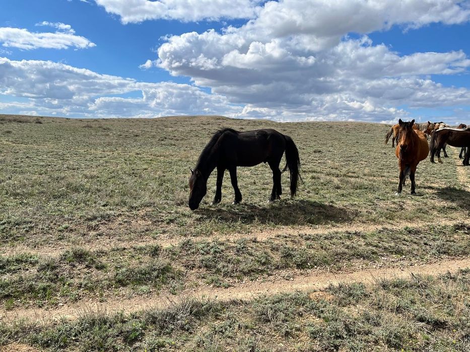 Екі қазақы жабы айғырлар сатылады