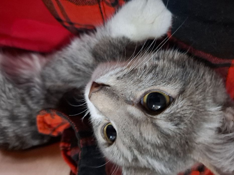 Кошечка, 5 месяцев