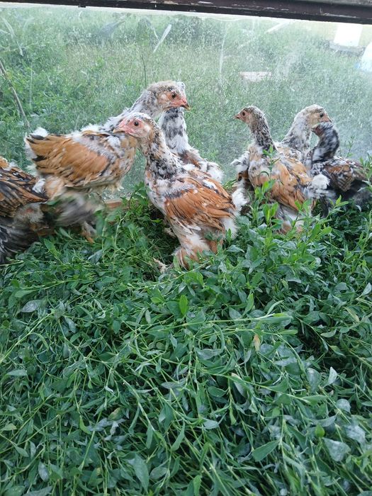 Vind puii găină brahma PORȚELAN.
