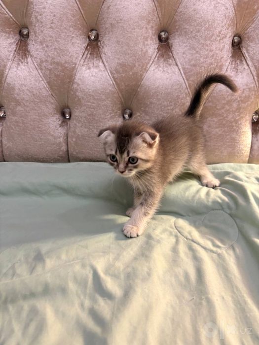 Шотландский вислоухий котёнок серебристый табби