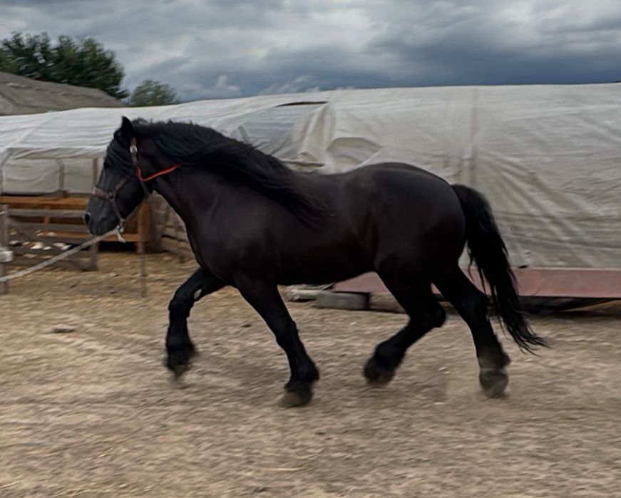 Vand sau Schimb Harmasar semi greu