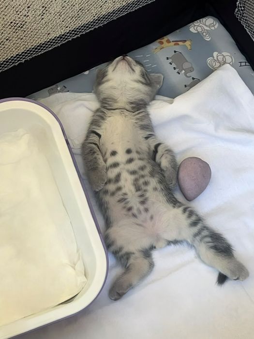 Котята 1,5 месяца только в добрые руки!