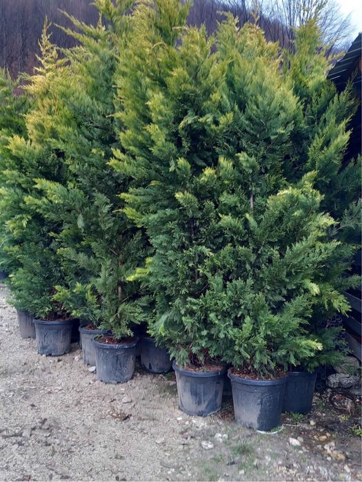 Plante decorative