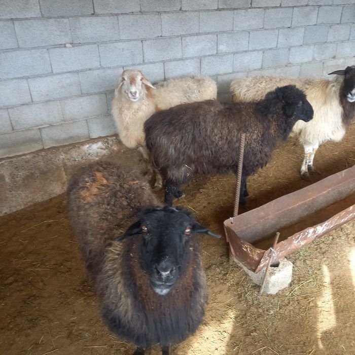 Бараны откормленные