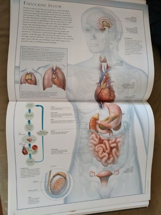 Атлас анатомический