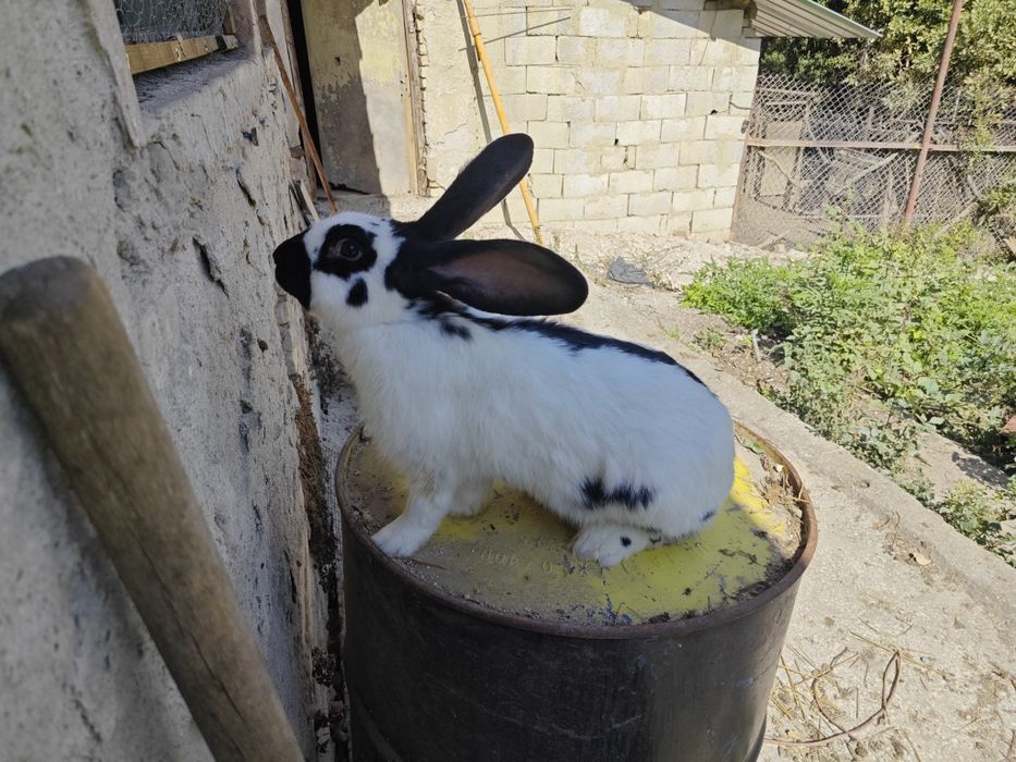 Калифорнийски зайци и други