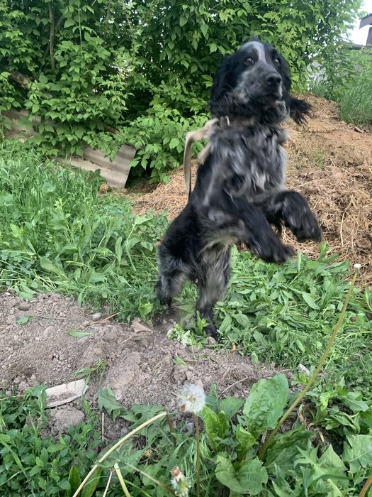 Руский спанель