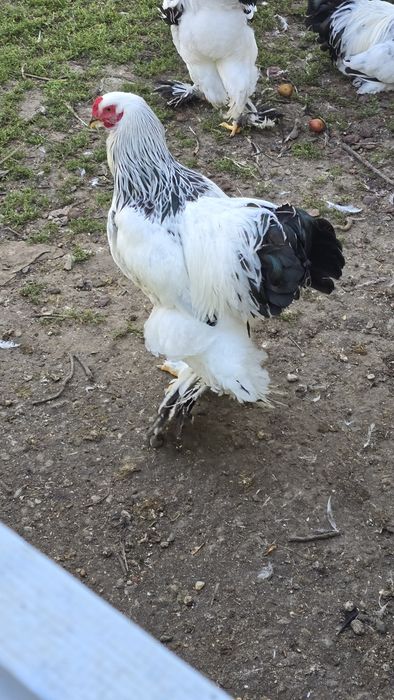 Cocoși brahma herminat deschis