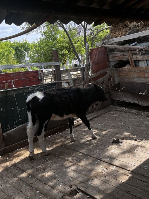 Басбақ сатыладыыы