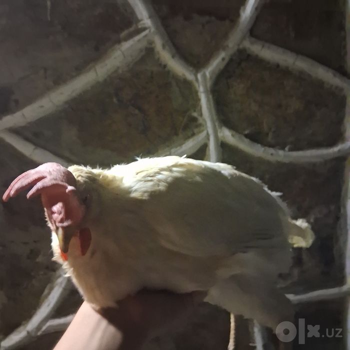 tovuqlar arzon narx