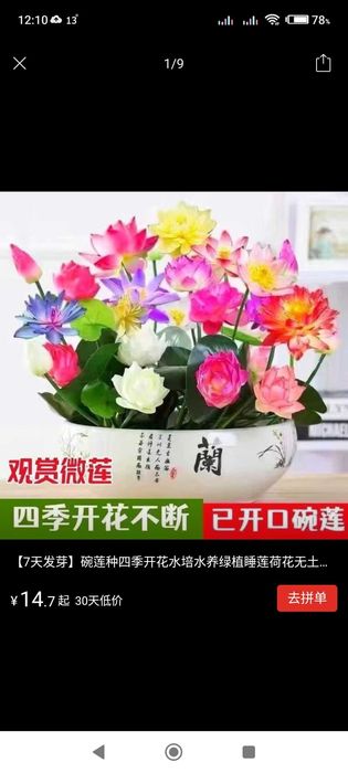 Цветы лотос, для дома