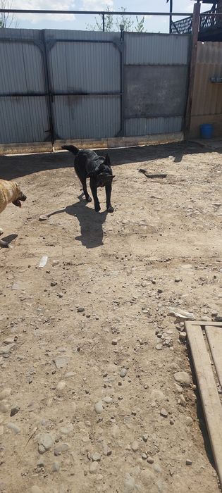 Итальянского Кане Корсо 6 мес мальчик