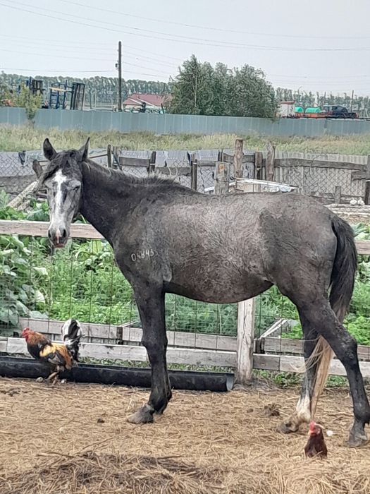 Үш жасар байтал, қысыр