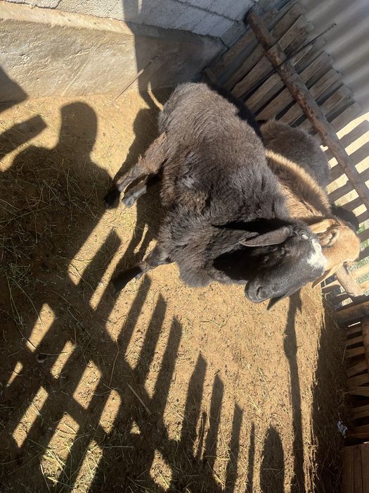 Қошқарлар сатылады