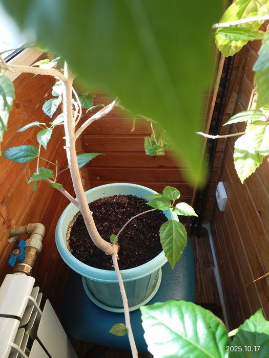 Гибискус(роза китайская). Комнатный цветок.