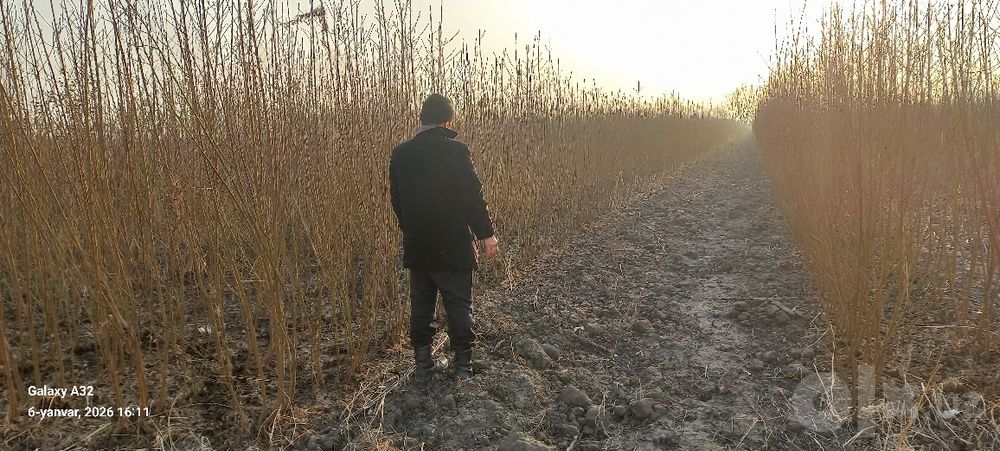 Mevali kuchatlarimiz sotuvda Eng sara serxosil sortlari sifati alo