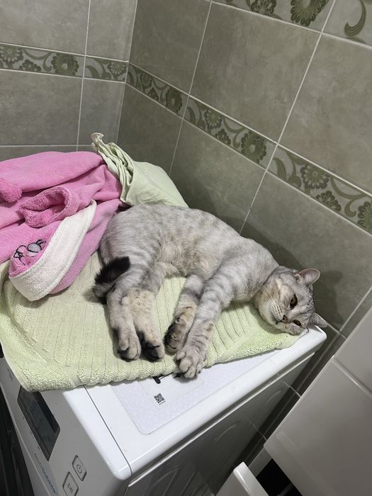 кошка Шотландка, бесплатно