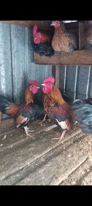 Продам карликового петуха бентома