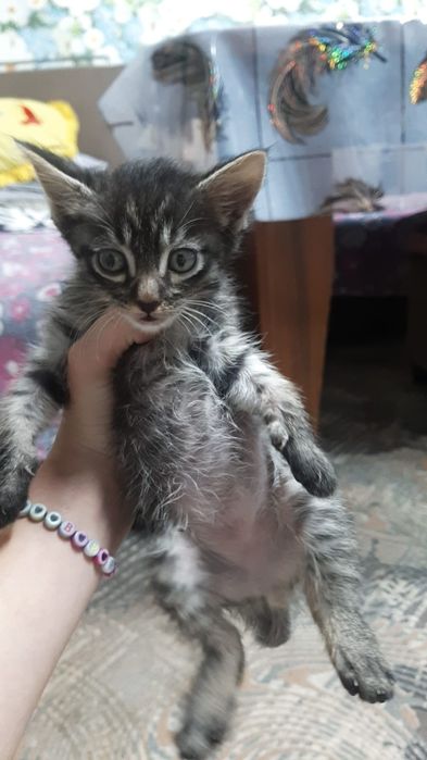 Катенок в добрые руки