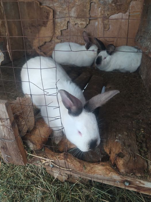 Продам кроликов.