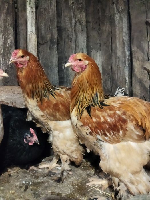 Петухи палевой Брамы